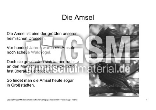 Bilderbuch-Amsel-SW-1.pdf